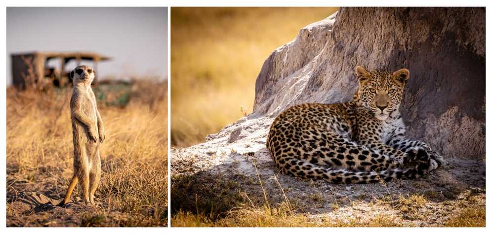 animaux-sauvages-au-botswana-safari