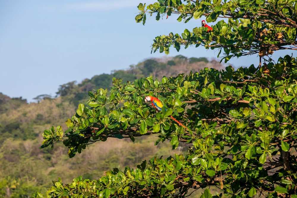 Ara macao au Costa rica, oiseau emblématique
