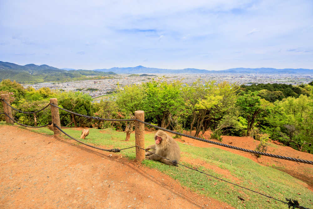 Arashiyama montagne des singes