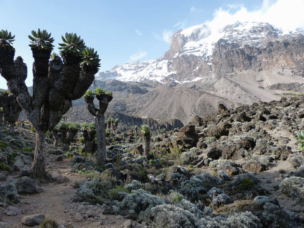 Arbres Senecio sur la voie Lemosho dans l'ascension du Kilimandjaro en Tanzanie