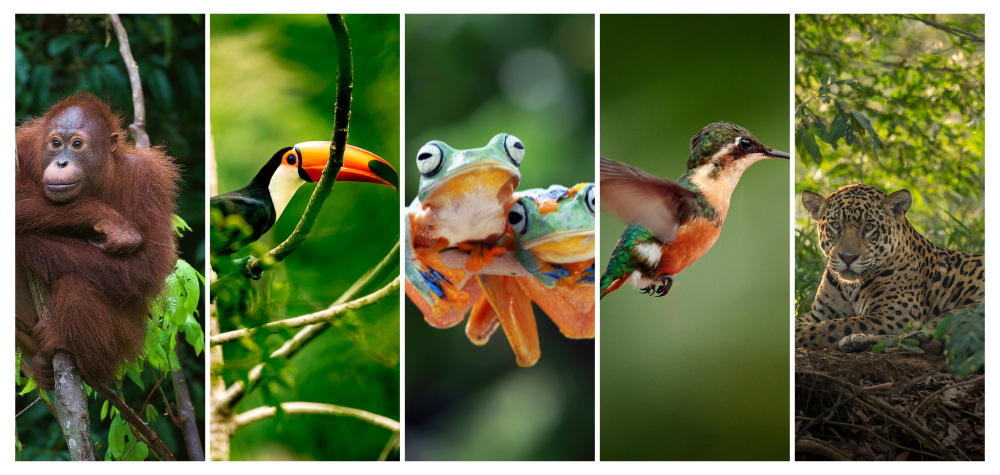 Article blog : la jungle sanctuaire de biodiversité