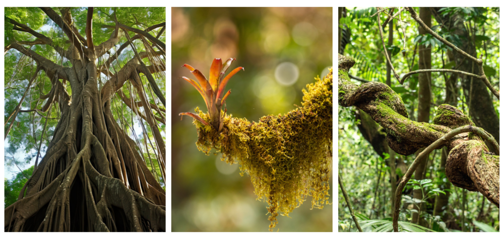 Article blog : la jungle sanctuaire de biodiversité