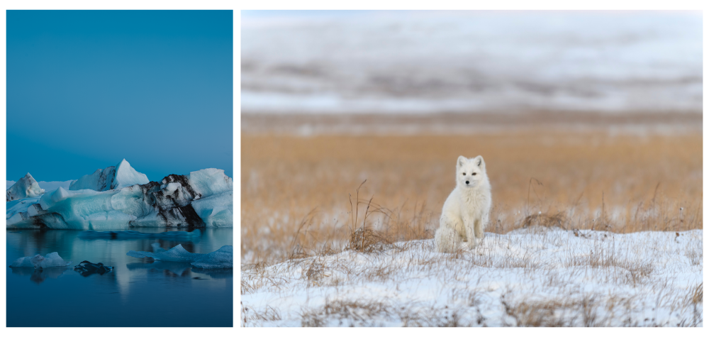 Article de blog : Biodiversité arctique