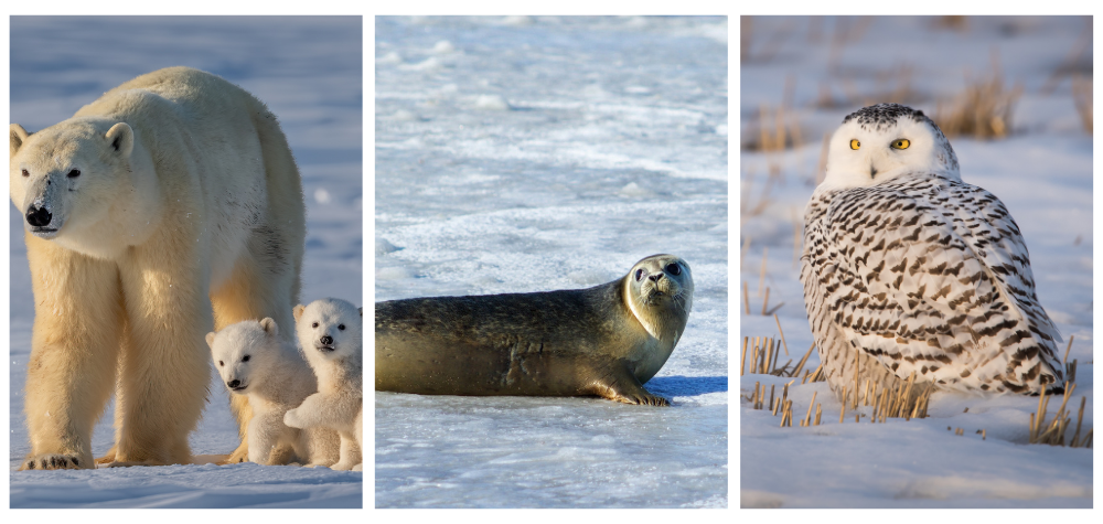 Article de blog : Biodiversité arctique