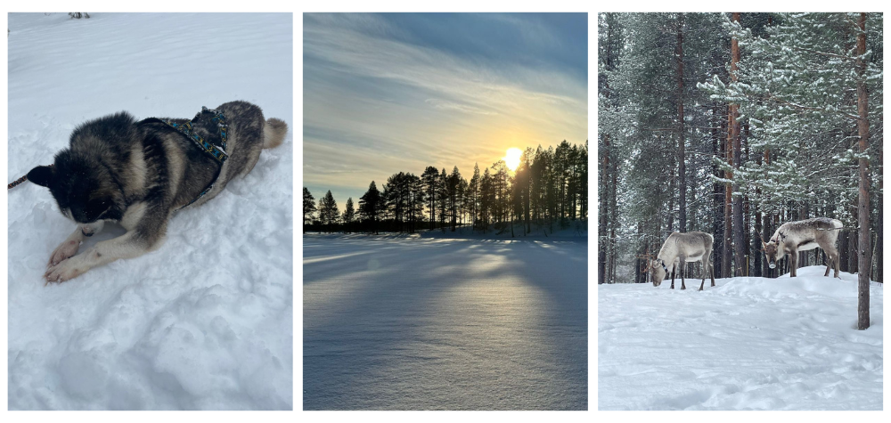Article de Blog : Récit de voyage d'Adeline en Finlande,  animaux nordiques