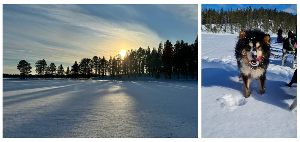 Article de Blog : Récit de voyage d'Adeline en Finlande, chien de traîneau et paysage finlandais