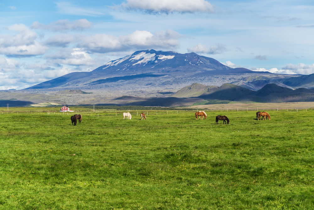 Balade à cheval  à proximité du volcan Hekla Islande