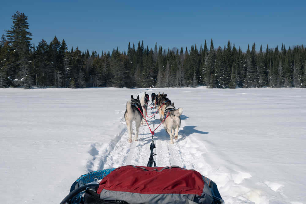 Balade en chien de traineau dans la neige au Québec