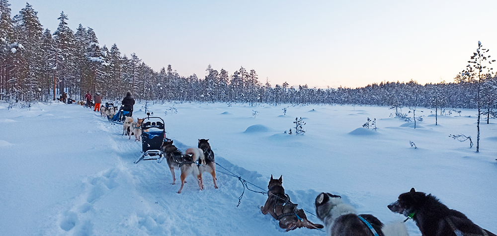 Balade en chiens de traineau en Finlande