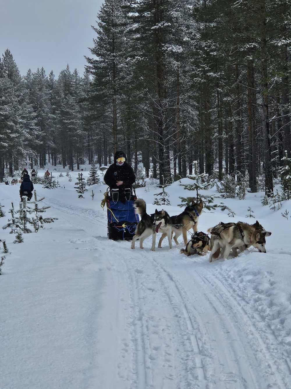 Balade en traîneau à chien en Finlande