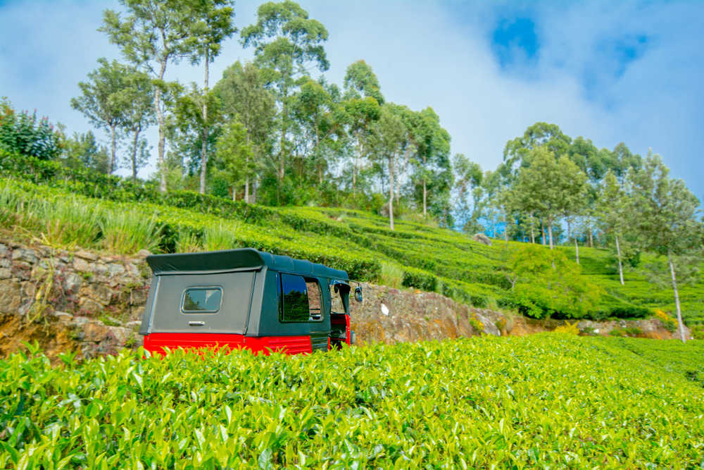 Balade en tuk tuk dans les plantations de thé du Lipton Seat au Sri Lanka