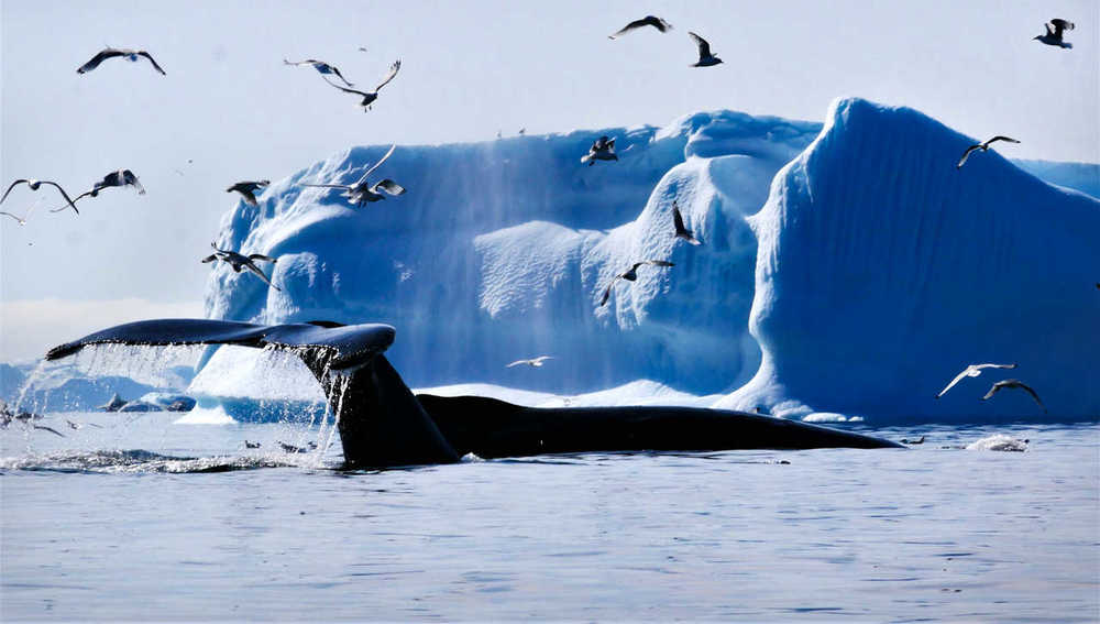 Baleine à bosse au Groenland