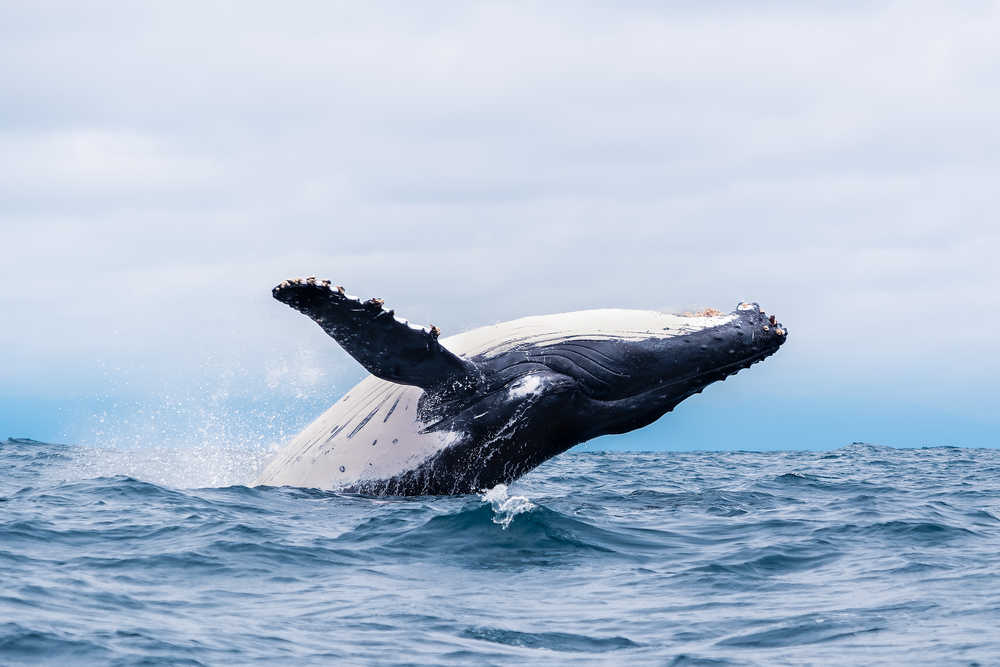 Baleine à bosse sautant au dessus de l'eau dans les açores