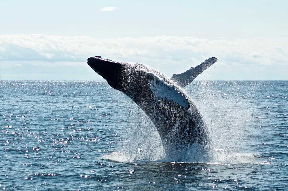 Baleine à bosses au Canada