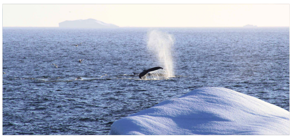 Baleine à bosses au Groenland - Blog