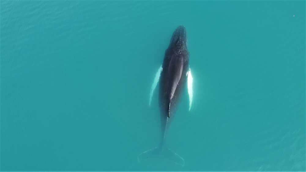 Baleine au Groenland