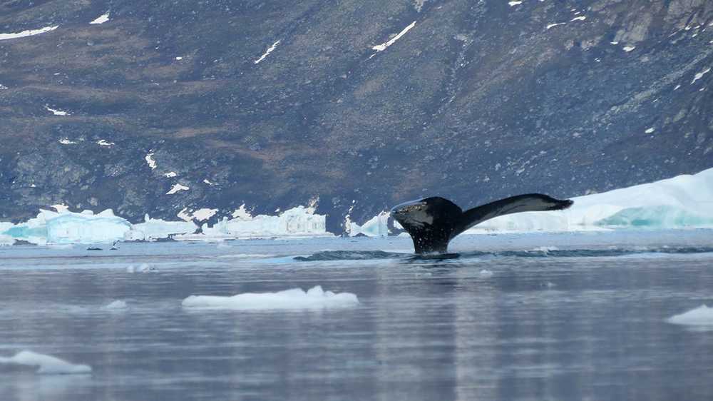 baleine dans la baie de Disko au Groenland en Arctique