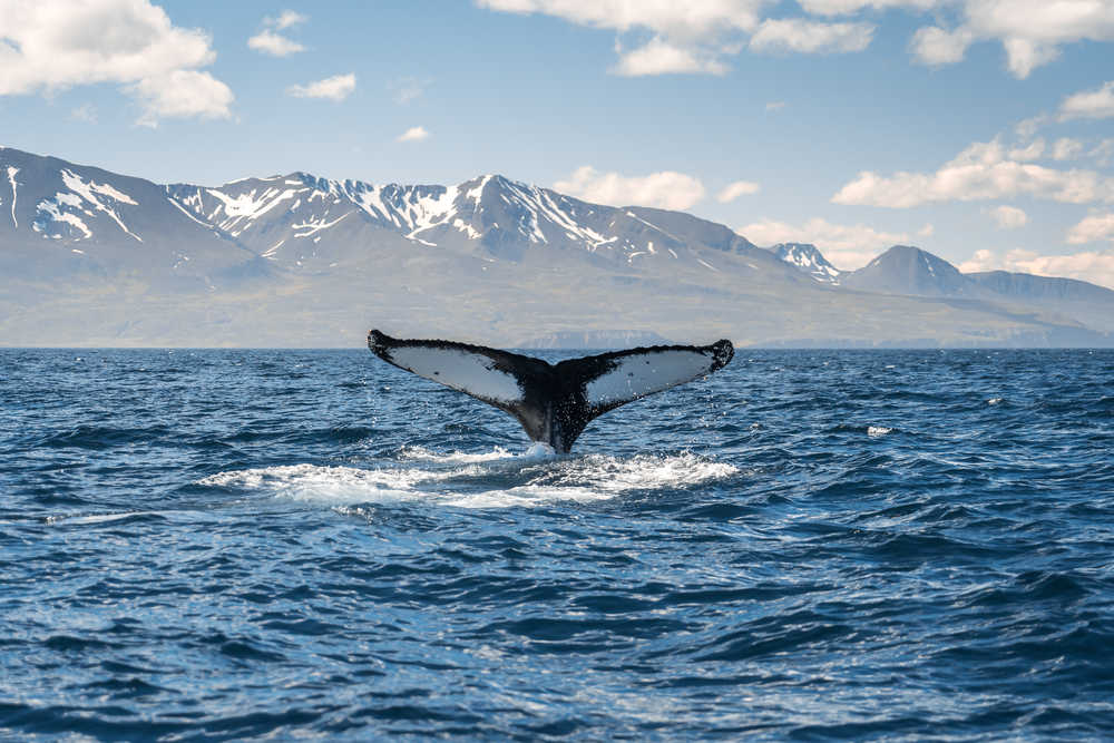 baleines Hùsavik Islande