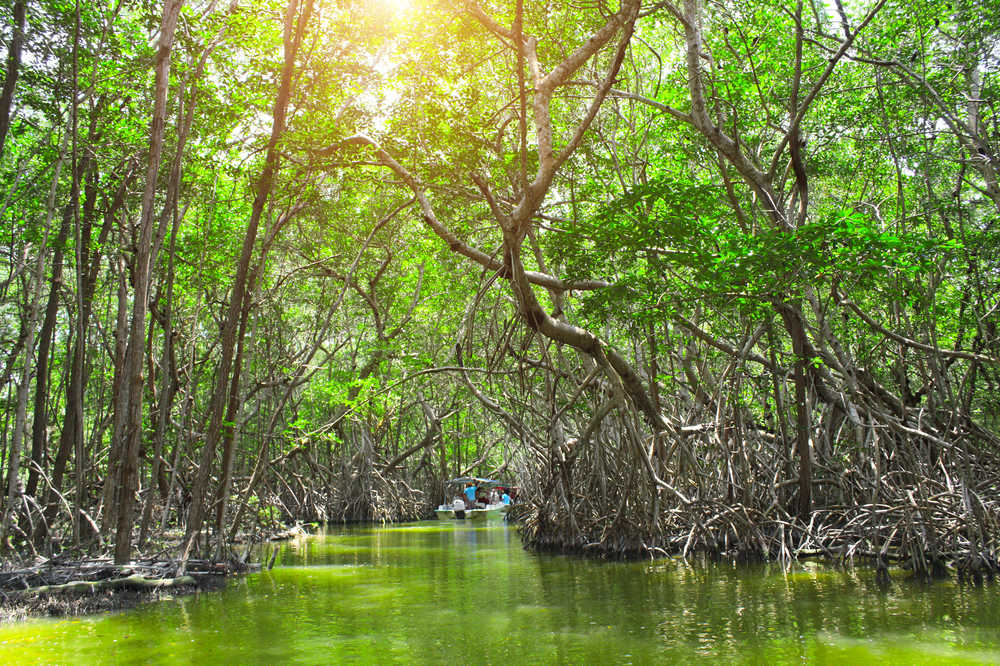 Bateau dans les Mangroves de Celestun au Mexique
