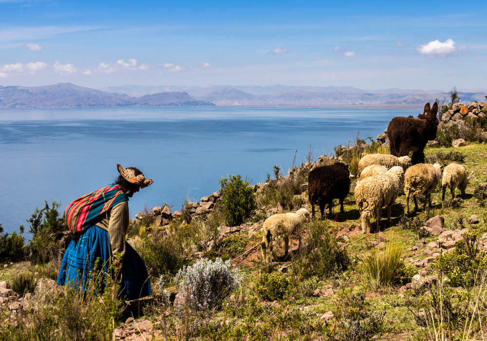 Bergère avec un troupeau de moutons et un âne sur les rives du lac Titicaca, Pérou