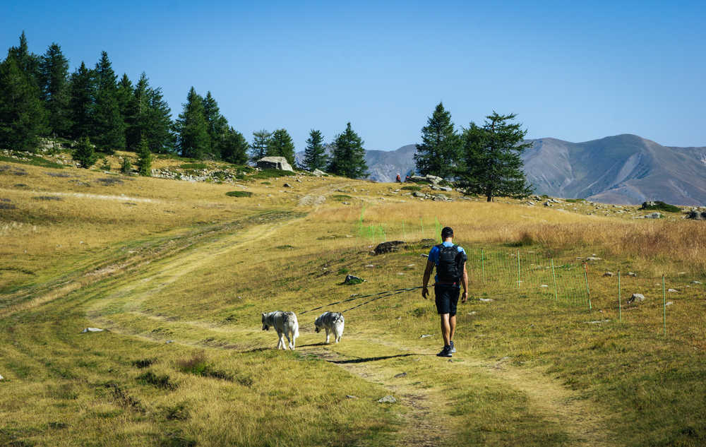 Cani rando dans le Queyras