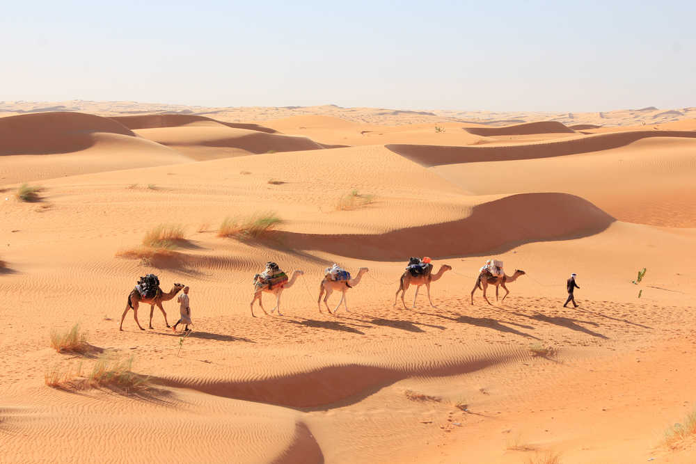 Caravane de chameaux dans le désert mauritanien