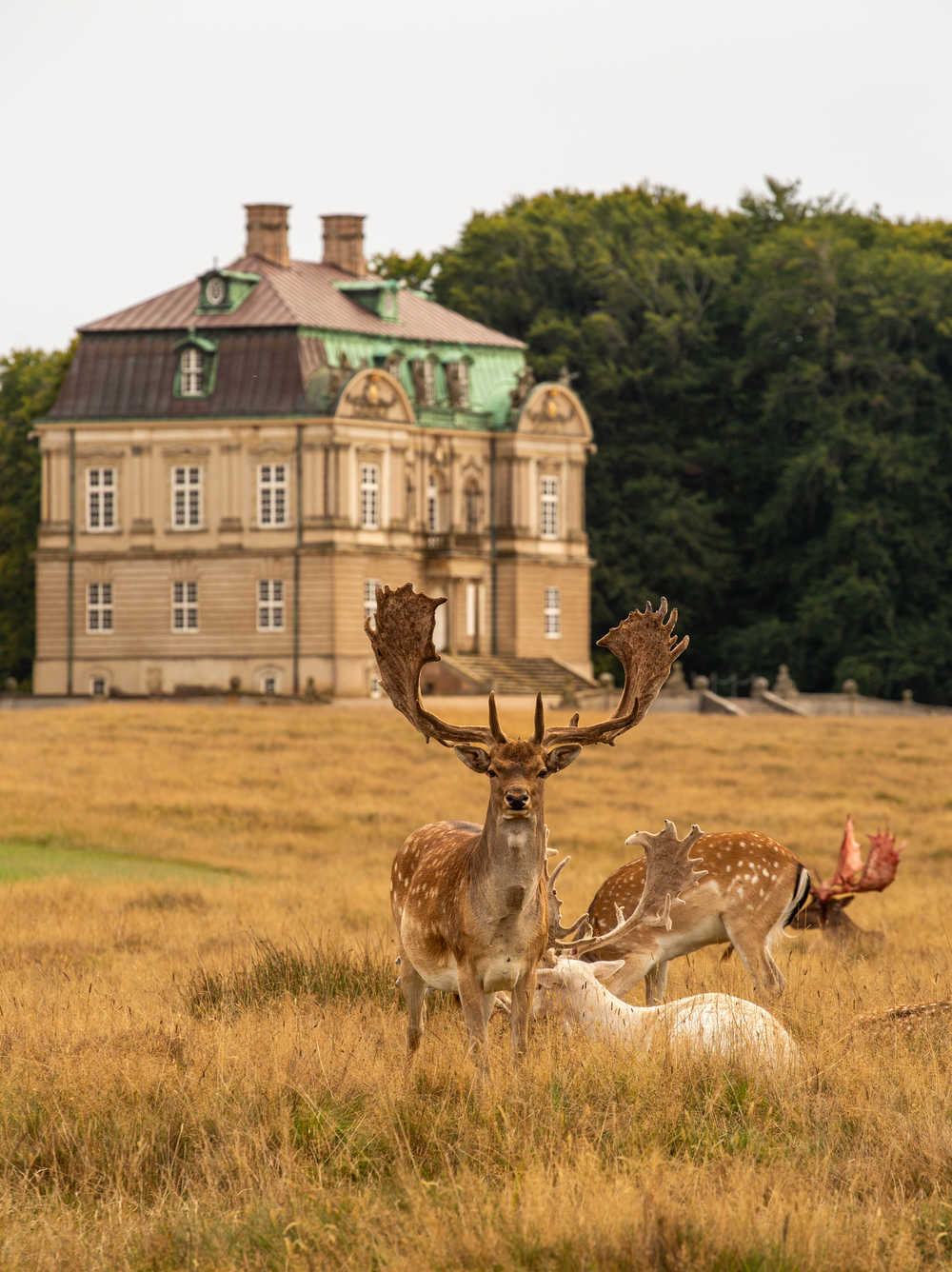 cerfs de Dyrehaven au Danemark