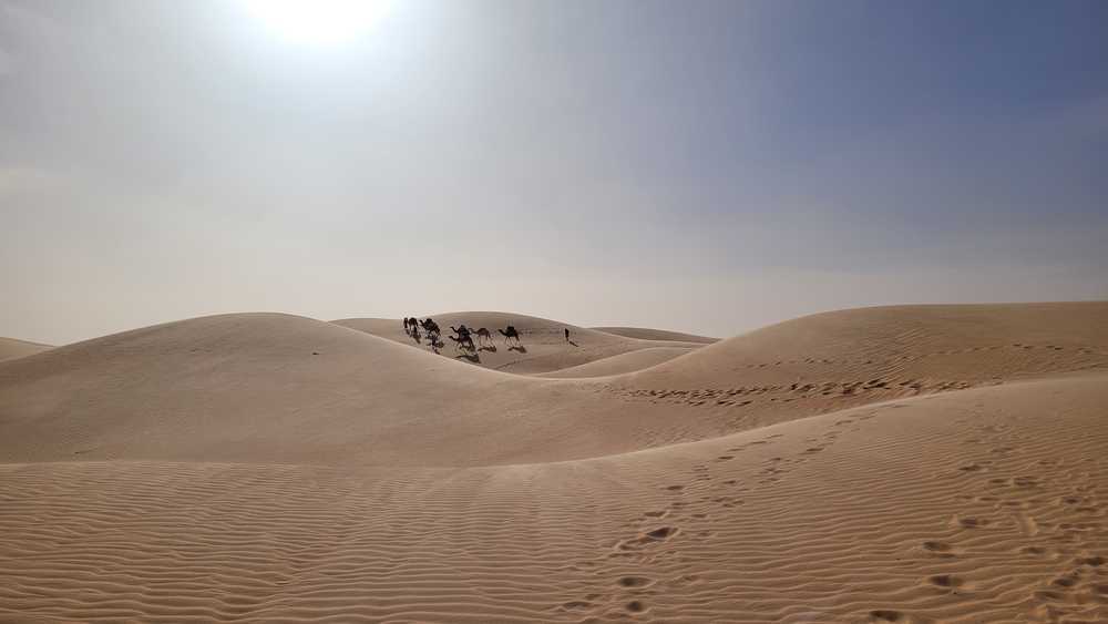 Chameliers dans les dunes de Mauritanie