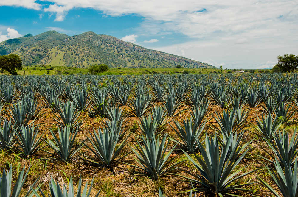 Champs d'agave pour fabrication de tequila Mexique