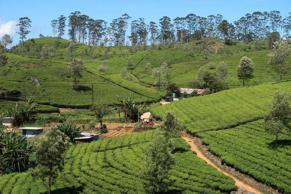 champs de thé au Sri lanka