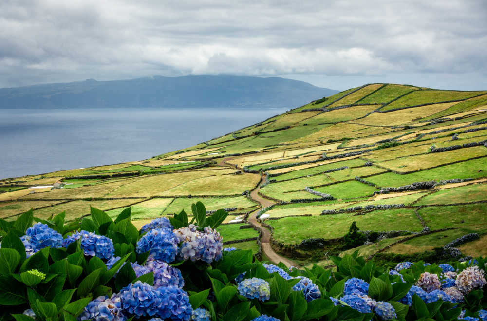 Champs et fleures à Corvo aux Açores