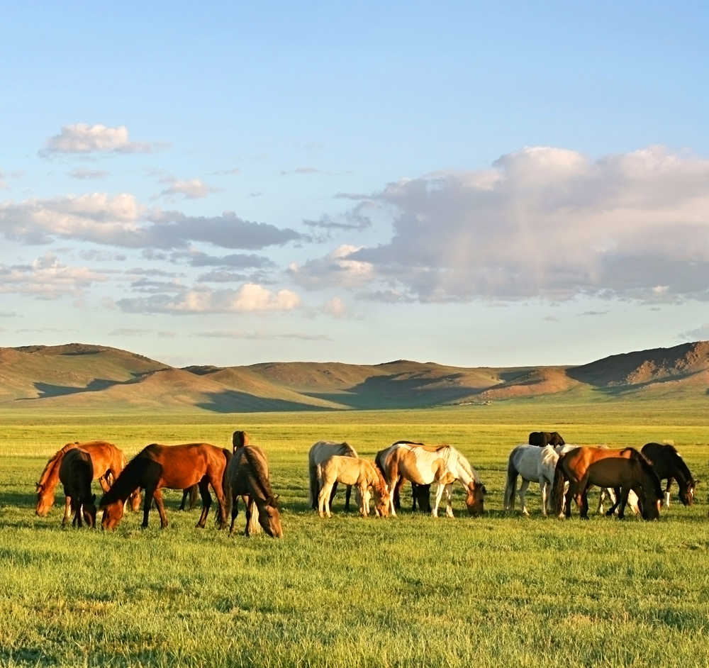 Chevaux dans la steppe en Mongolie