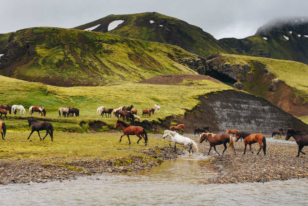 Chevaux sauvage en Islande