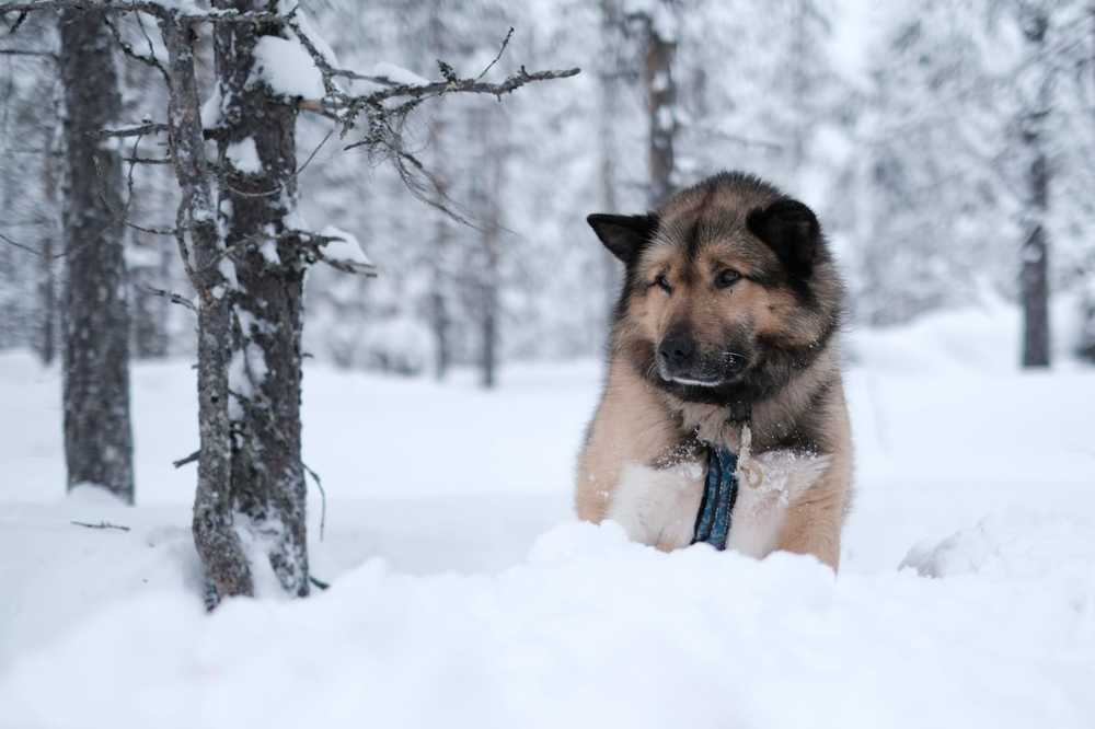 Chien de traineau dans la neige en Finlande à Hossa