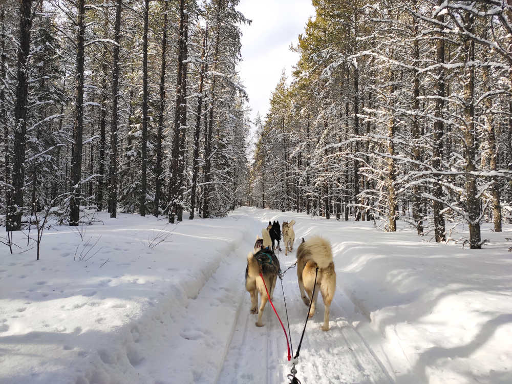 Chien de traîneau dans la taïga l'hiver au Canada