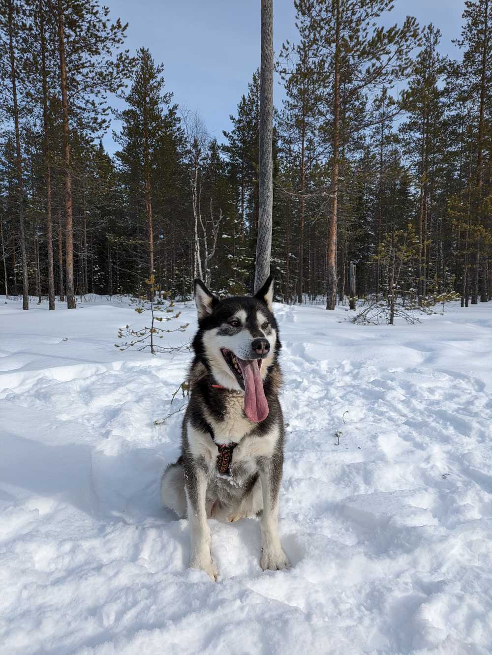 Chien de traineau en cani rando à Hossa