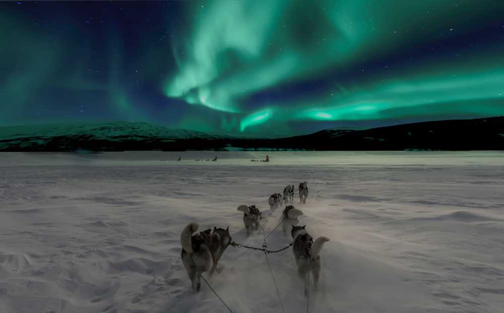 Chien de traineau sous les aurores boréales
