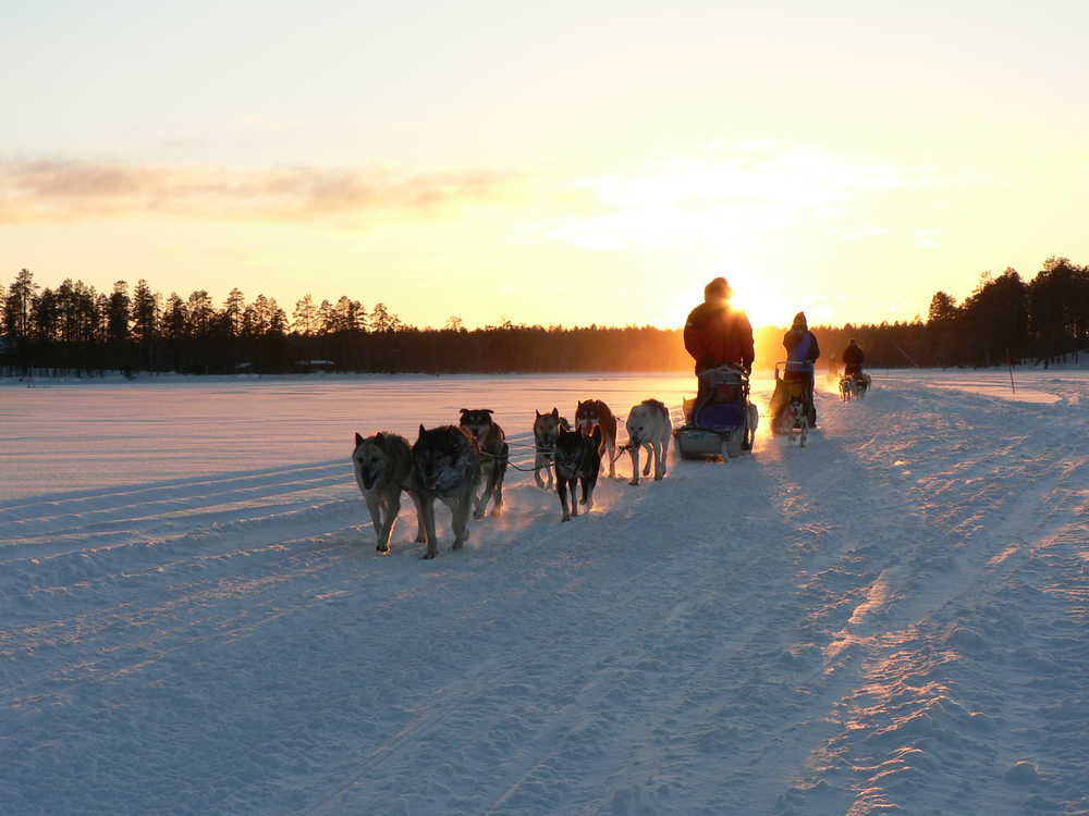 chien de trainneau en Laponie en Finlande