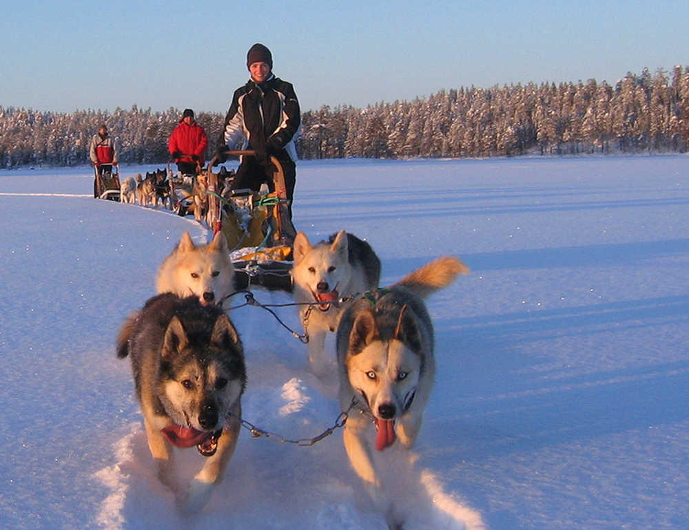chiens de traineau en Finlande