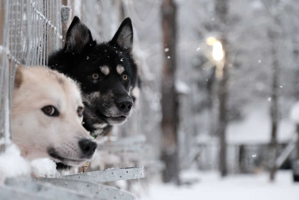 Chiens de traineau en Finlande dans la neige