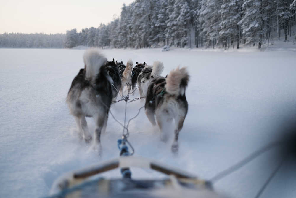 Chiens de traineau en Finlande dans la neige