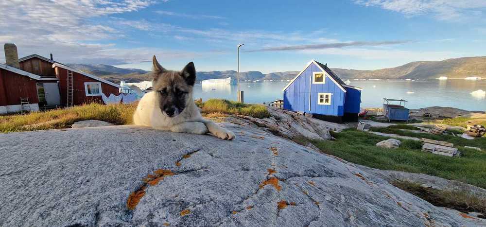 Chiot husky au Groenland