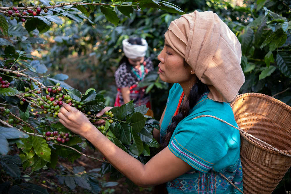 Costa Rica plantations de café locaux