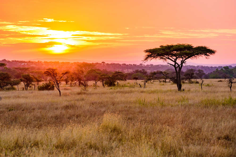 Coucher de soleil sur la savane dans la parc national de Serengeti en Tanzanie