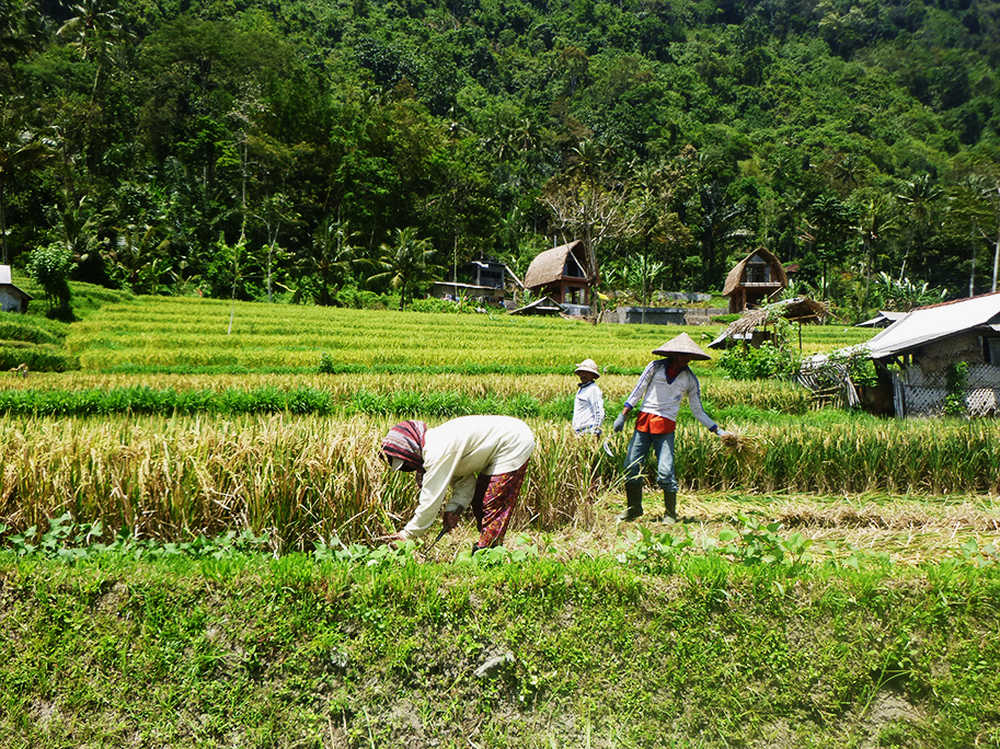 Indonésiens cueillant le riz