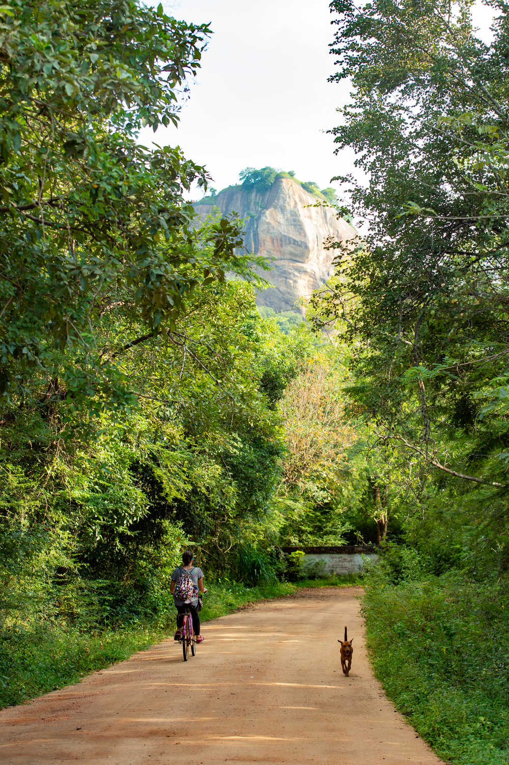 Cycliste en route vers le rocher du Lion à Sigiriya, Sri lanka