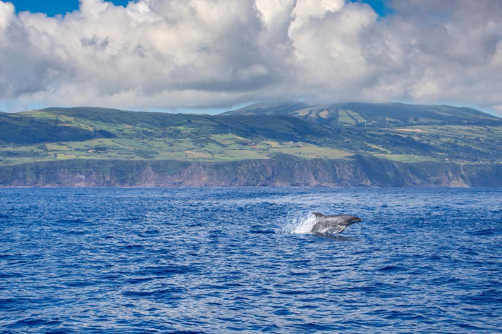 Dauphin sautant hors de l'eau aux Açores