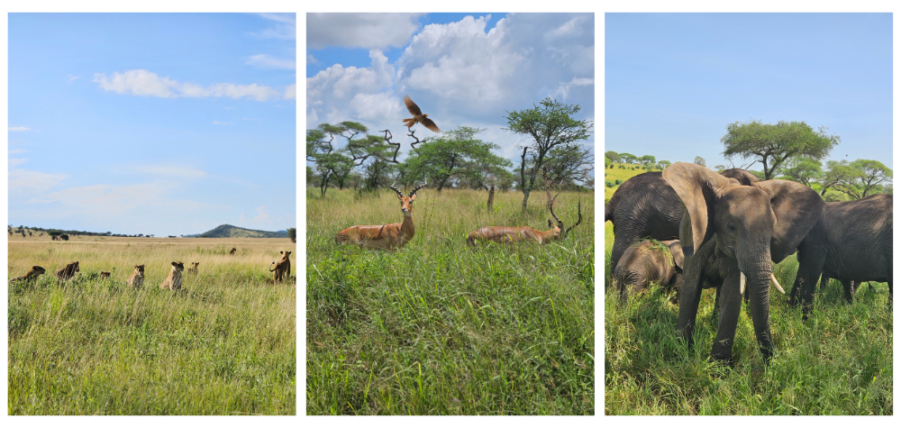 Des lions, des Impalas et des éléphants lors d'un safari dans les parcs de Tanzanie