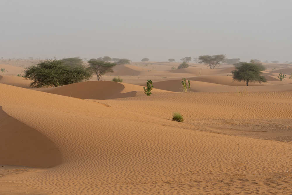 désert du Sahara en  Mauritanie
