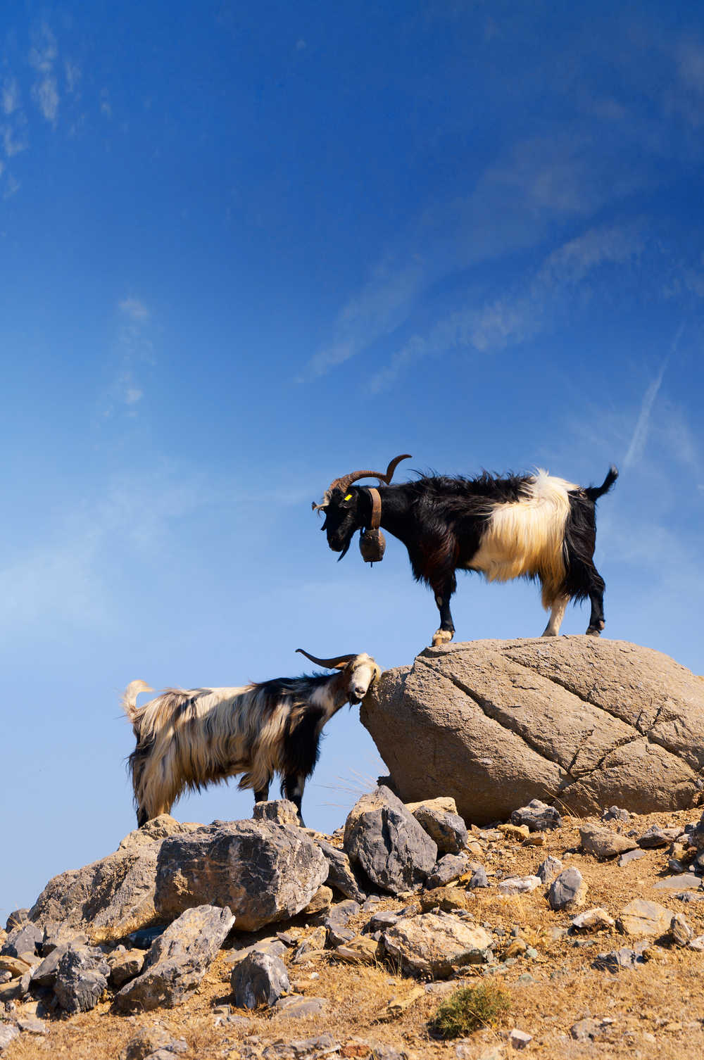 Deux chèvres en grèce sur un rocher